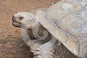 Portrait of a Giant turtle, an african spurred tortoise