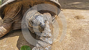 Portrait of a giant turtle Aldabrachelys gigantea. Close-up.