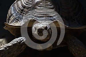 Portrait of a giant turtle in a reptilarium