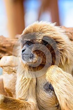 Portrait of gibbon on the blurred background.