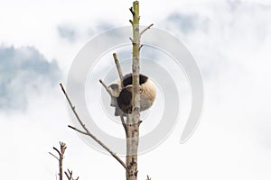 Portrait of a Gigant panda cub lying on a tree