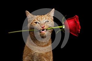 Portrait of ginger cat brought rose as a gift