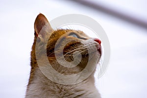 Portrait of a ginger cat looking up