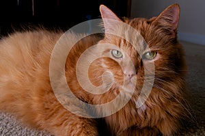 Portrait of ginger cat looking at viewer