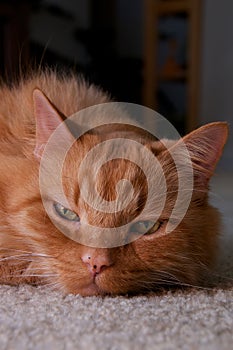 Portrait of ginger cat looking at viewer resting head