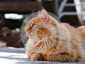 A portrait of a ginger cat lying outdoors