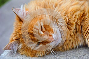 Portrait of Ginger cat sleeping outdoors