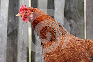 Portrait of a ginger chicken