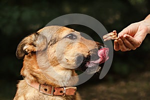 Portrait of a ginger dog with a treat