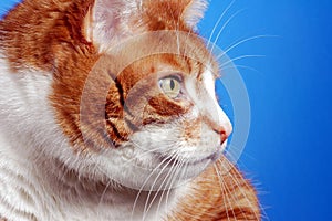 Portrét zázvor kočka 