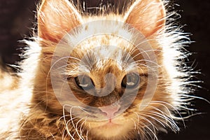 Portrait of ginger kitten.