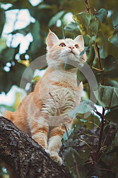 Portrait of ginger kitten in green foliage sitting on tree in the garden, a curious pet walking, hunting and playing outdoors in