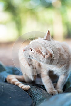 Ginger kitten is scratching itself