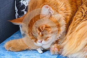 Portrait of a Ginger Maine Coon cat sleeping on pillow on the couch