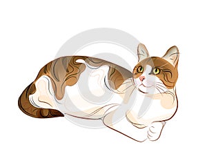 portrait of ginger tabby cat