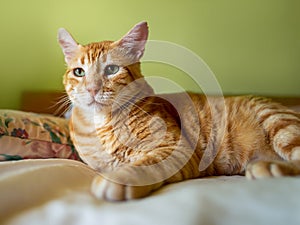 Portrait of ginger tabby cat resting indoor