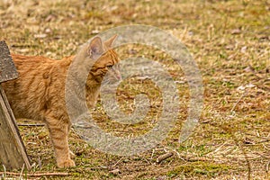 Portrait of a ginger tabby cat standing on the ground