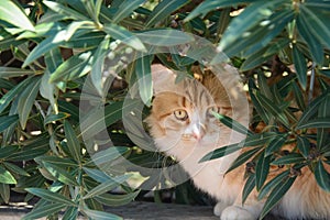 Portrait of ginger and white tabby cat among the bushes