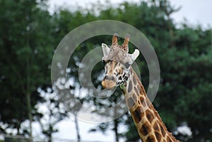 Portrait of a Giraffe