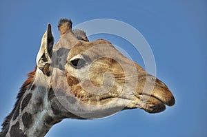 Portrait giraffe