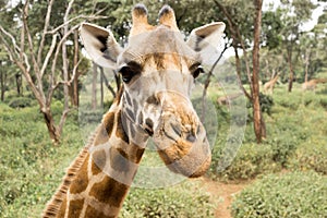 Portrait of a Giraffe