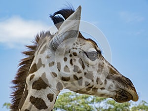 Portrait of giraffe