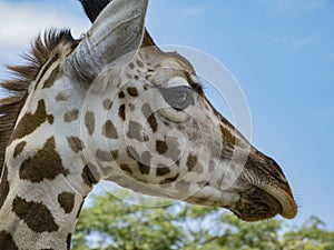 Portrait of giraffe