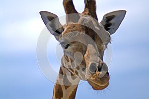 Portrait of a giraffe against the sky