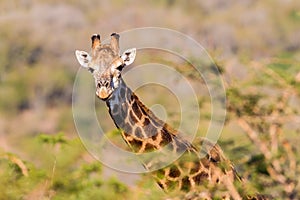 Portrait Giraffe Alert Wildlife