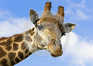 Portrait of a giraffe on the background of blue sky.