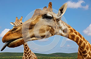 Portrait of giraffe on blue sky background