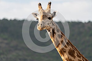 Portrait of giraffe close up, looking at camera, in the Masaai Mara Reserve - Kenya, Africa