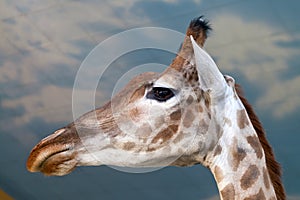 Portrait Giraffe close up over blue sky