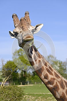 Portrait of giraffe eating a grass