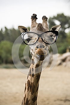 Portrait of a giraffe