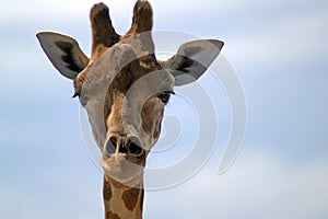 Portrait of a giraffe in front against the sky
