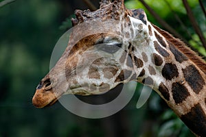 Portrait of a giraffe (Giraffa camelopardalis)