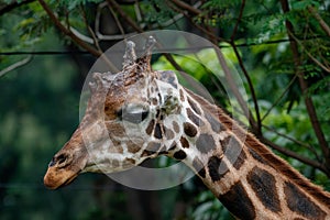 Portrait of a giraffe (Giraffa camelopardalis)