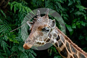 Portrait of a giraffe (Giraffa camelopardalis)