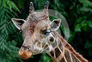 Portrait of a giraffe (Giraffa camelopardalis)