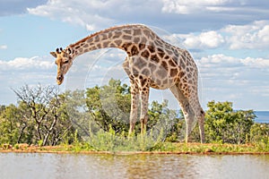 Portrait of a giraffe  Giraffa Camelopardalis at a waterhole, Welgevonden Game Reserve, South Africa.