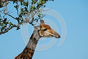 Portrait of a Giraffe (Giraffa campelopardalis)