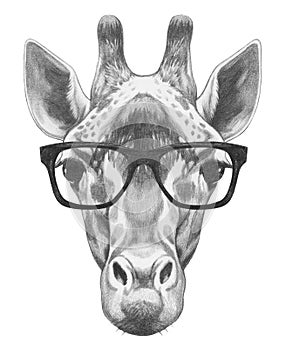 Portrait of Giraffe with glasses.