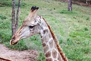 Portrait of a giraffe head against green background