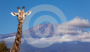 Portrait of giraffe head against Kilimanjaro mount