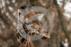 Portrait of a giraffe head with big years