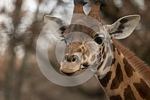 Portrait of a giraffe head with big years