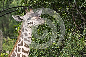 Portrait of a giraffe head on a savanna in Masai Mara