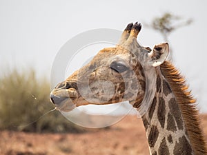 Portrait of giraffe head from the side, Palmwag Concession, Namibia, Southern Africa