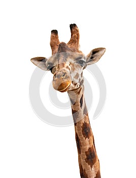 Portrait of giraffe isolated on white background.